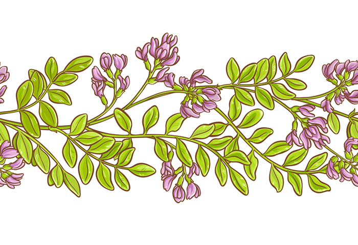 Astragalus Root Astragalus Root