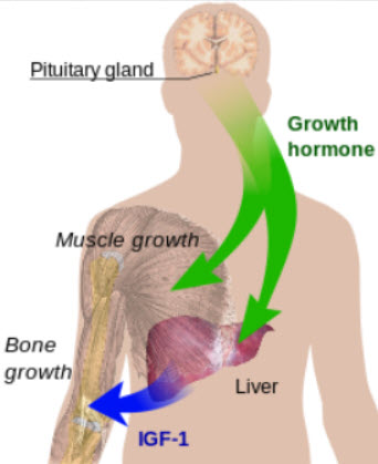 How HGH Works