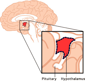 Pituitary and Hypothalamus