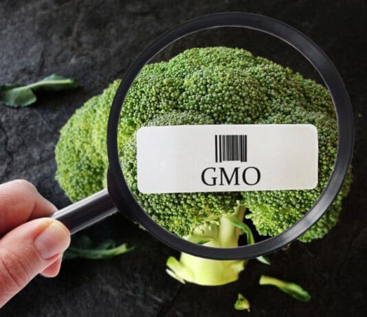 GMO - genetically modified organisms