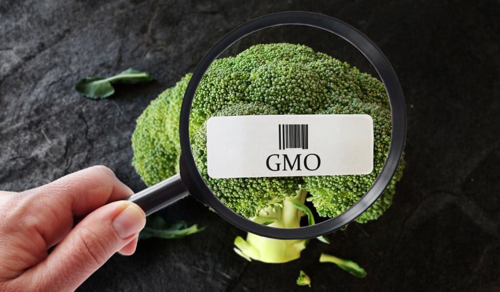 GMO - genetically modified organisms