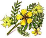 Tribulus Terrestris