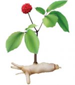 panax ginseng